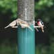 Image for Your Perfect Bird Feeding Solution with Squirrel Proof Classic Bird Feeder with Pole and Squirrel Baffle, 17% Off