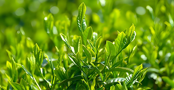 怎么做茶叶的品牌策划方案